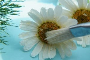brushing silica gel off dried daisy