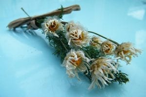 dried daisy bunch