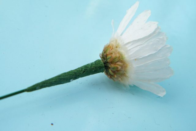 dried daisy wire florist tape