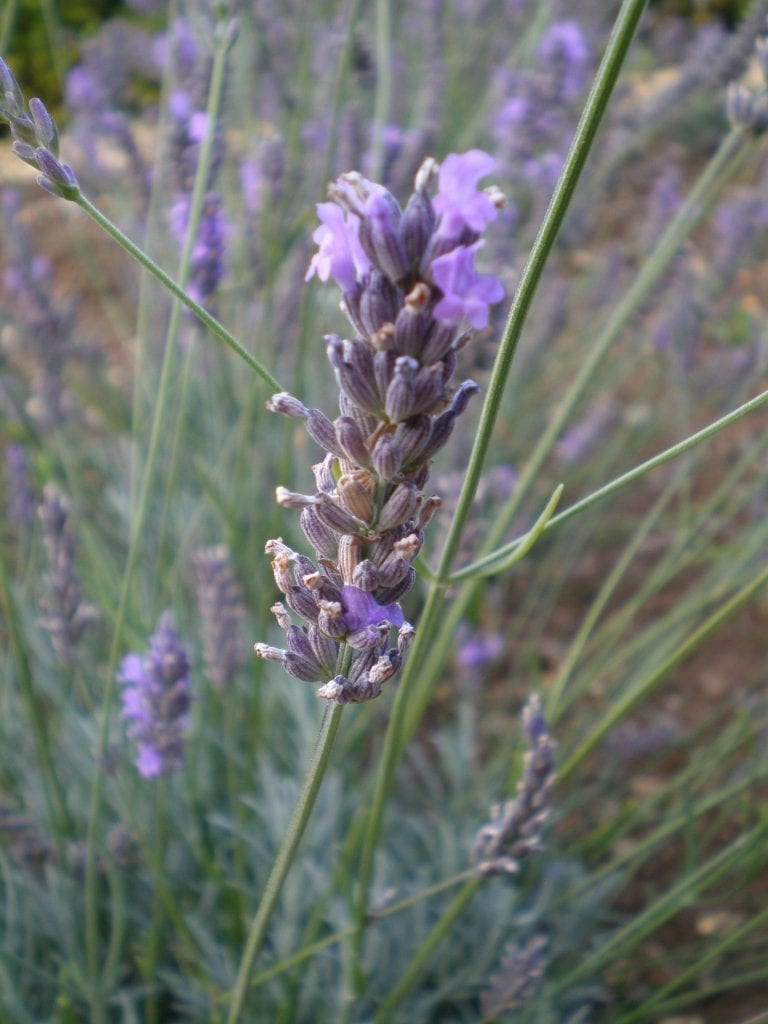 lavender flower for making dried flower bunches