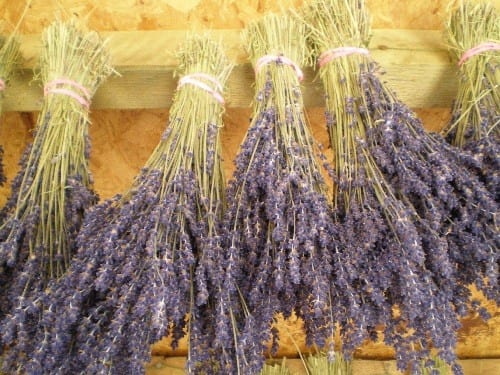 dried lavender bunches drying