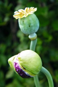 poppy seed heads flower bud