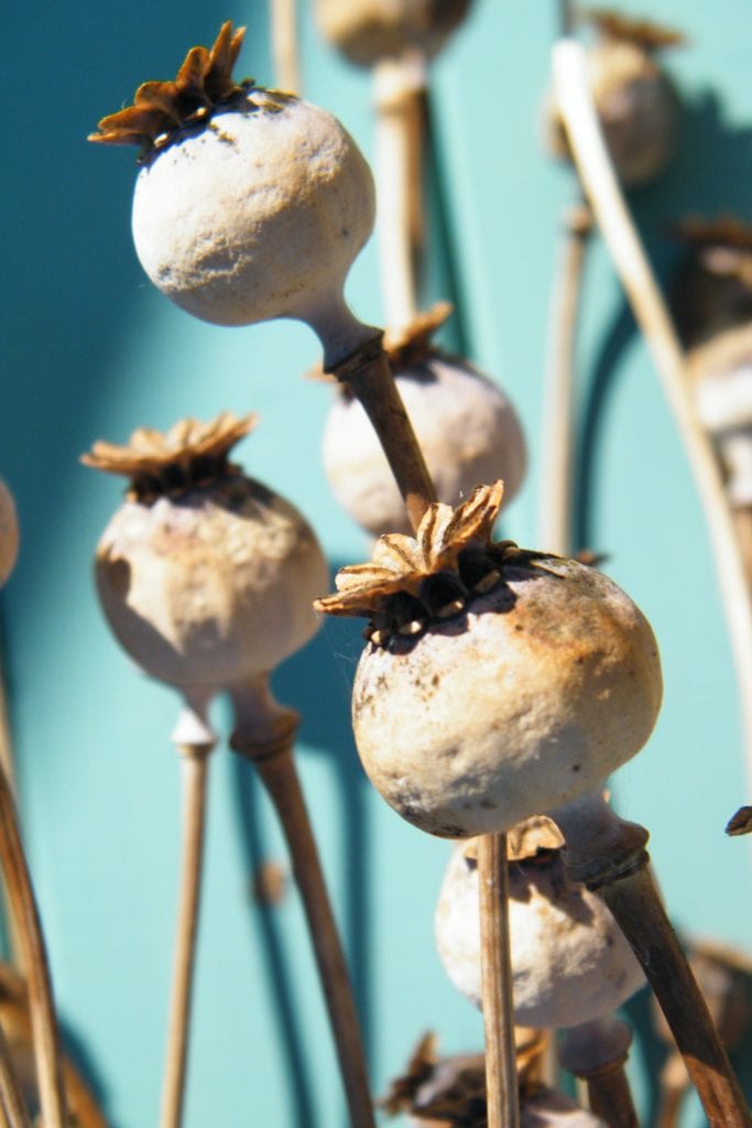 desiccated flowers poppy seed heads