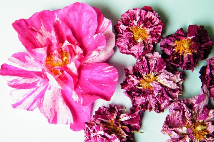 dried rosa mundi flowers