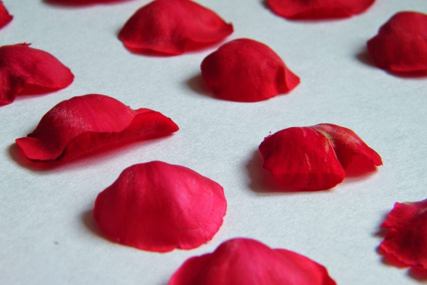 pressing rose petals