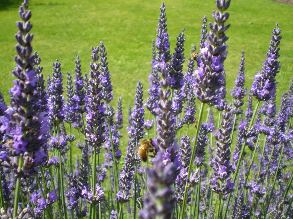lavender flowers intermedia abriallii