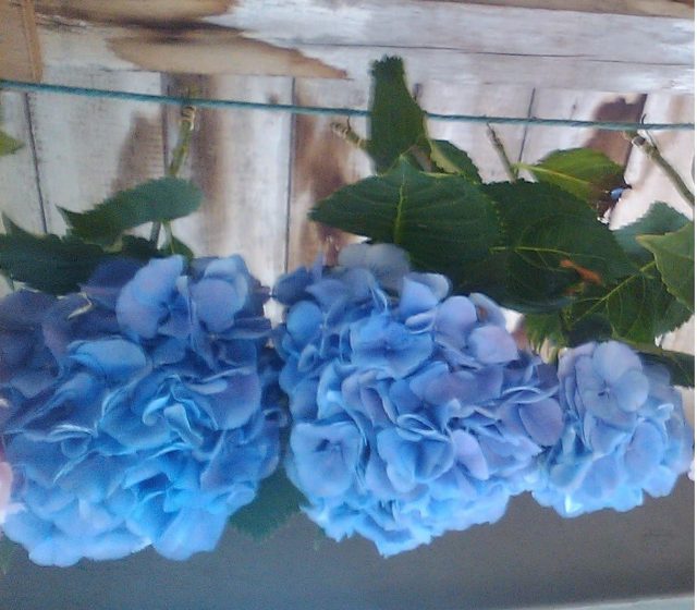 drying hydrangea flowers blue
