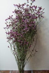 dried sea lavender bunch