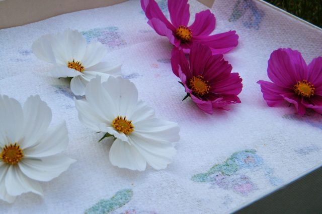 cosmos flowers ready to dry