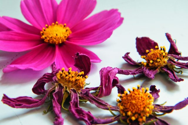 pink dried cosmos flowers