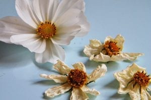 white dried cosmos flowers