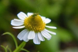 chamomile flower with bug
