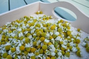 chamomile flowers tray