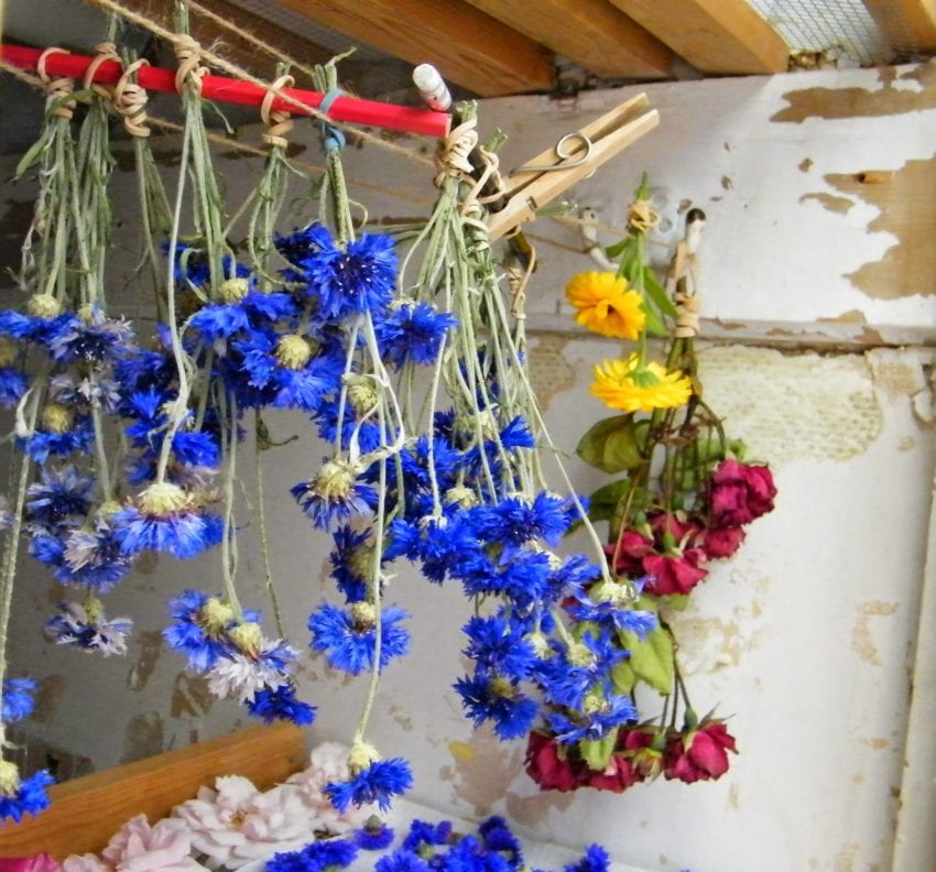 drying flowers in airing cupboard