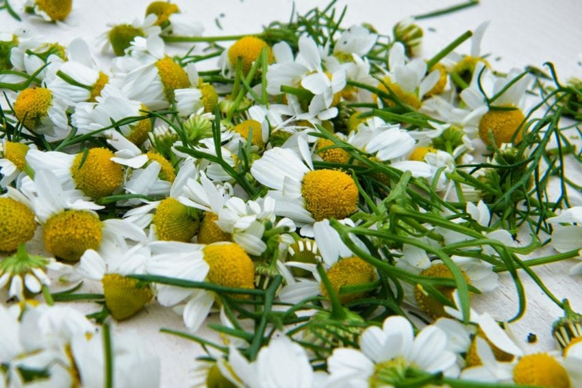 fresh chamomile flowers