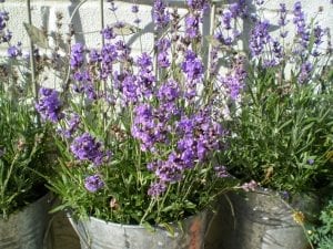 Lavender flowers still blooming