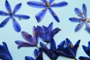 pressed flowers bluebells