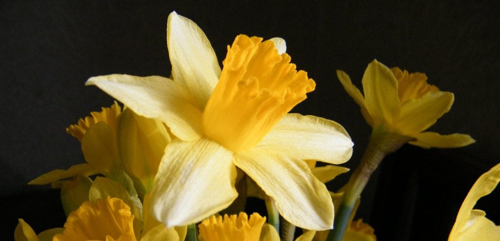 a floral treat - daffodil flowers