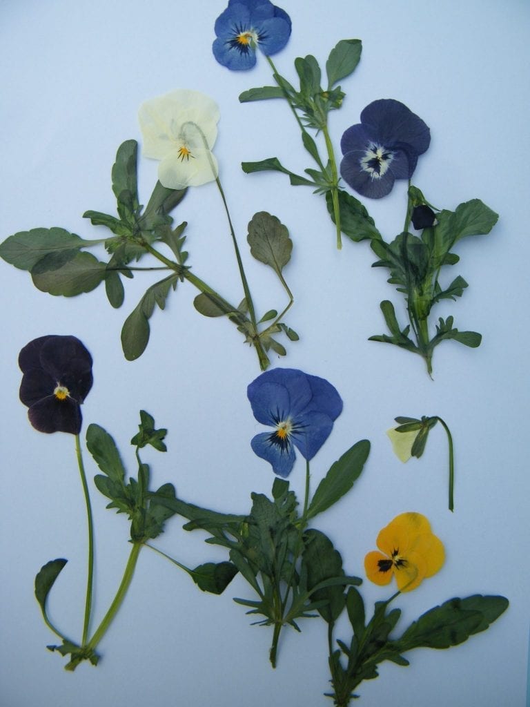 pressed viola flowers