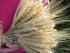 barley and wheat sheaf