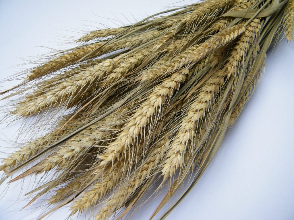 dried bearded wheat bunch