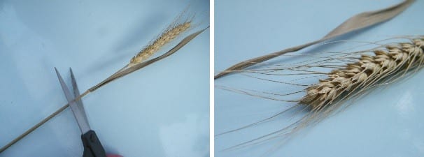 cutting bearded wheat stems before making dried flower bouquet