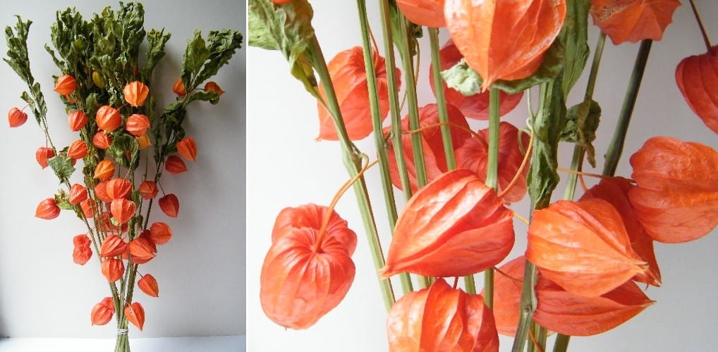 drying chinese lanterns physalis to make autumnal dried flowers