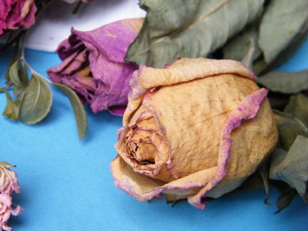 preserve valentines flowers dried roses