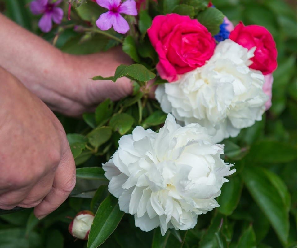 picking English peonies for a bouquet