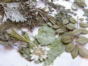 pressed herbs for diy christmas card