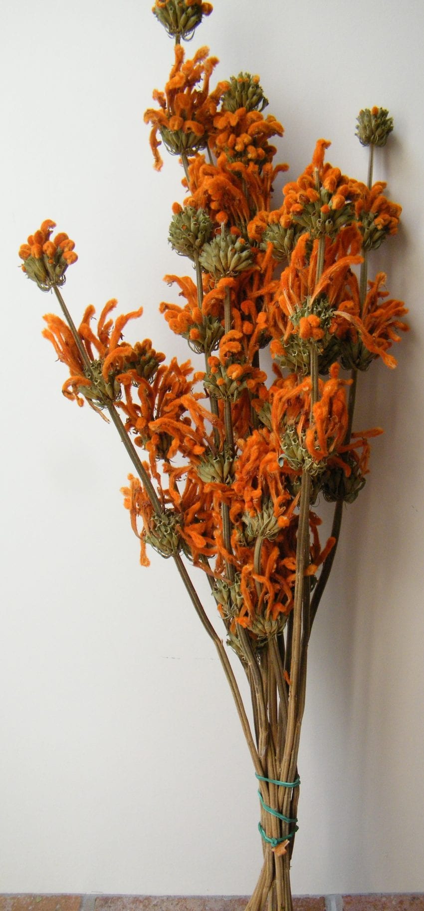 orange dried flowers leonotis leonorus bunch