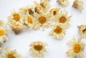 dry marguerite daisies