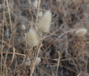 wild lagurus dried flowers dried grasses