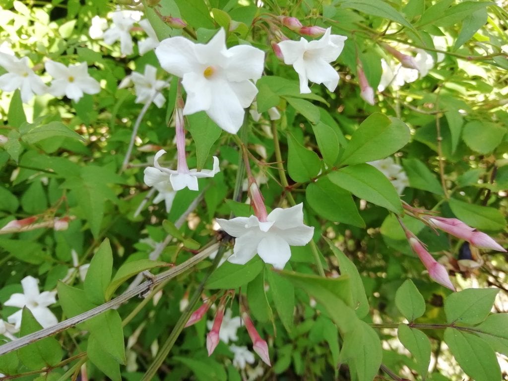 growing white jasmine flowers