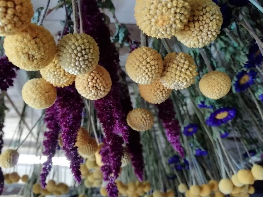 drying billy buttons