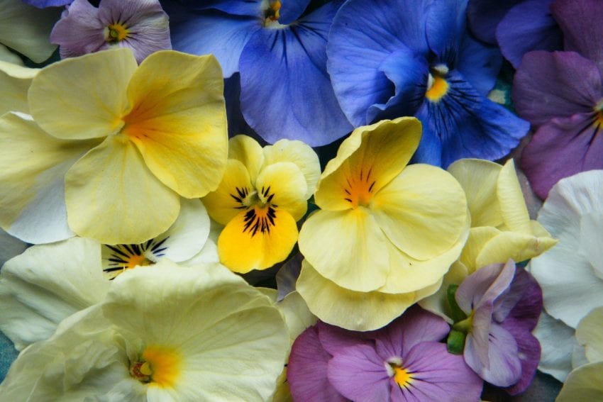 violas ready to become dried flowers