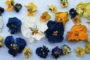 air dried flowers violas