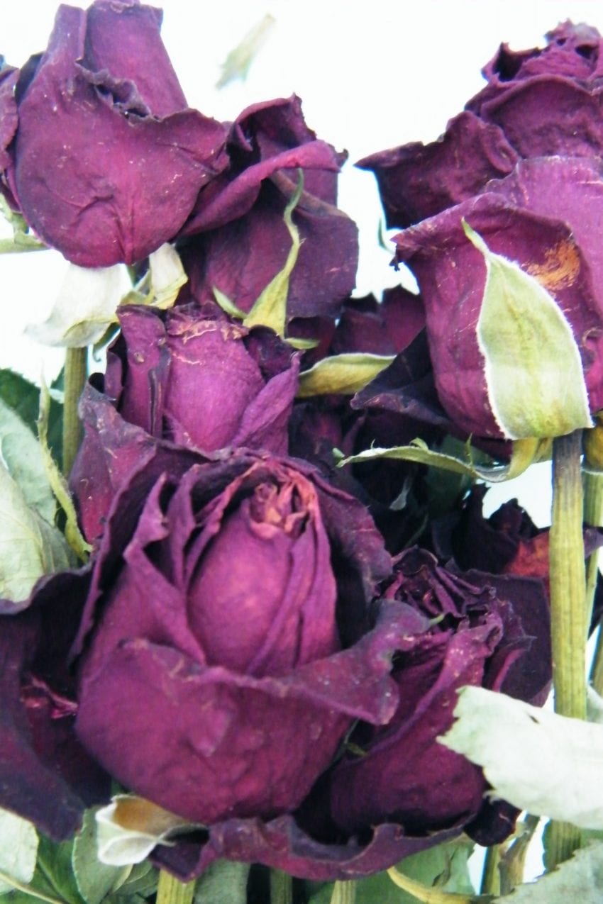 dried roses valentine
