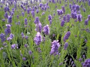 lavender plants potpourri making