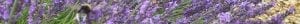 lavender bee banner