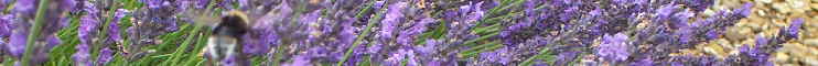 dried flowers lavender bee