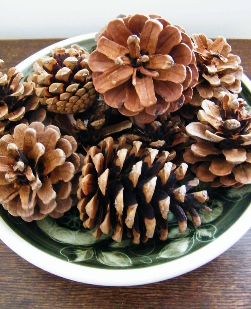 pine cones bowl