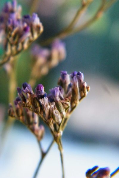 sea lavender detail