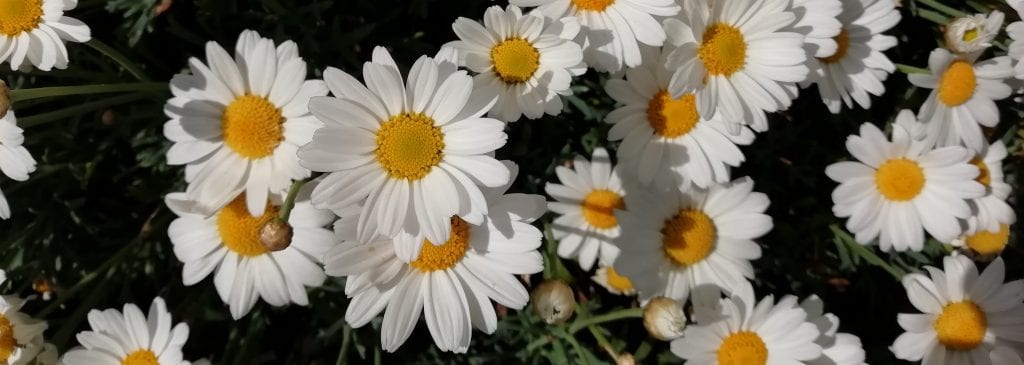cheerful daisy flower