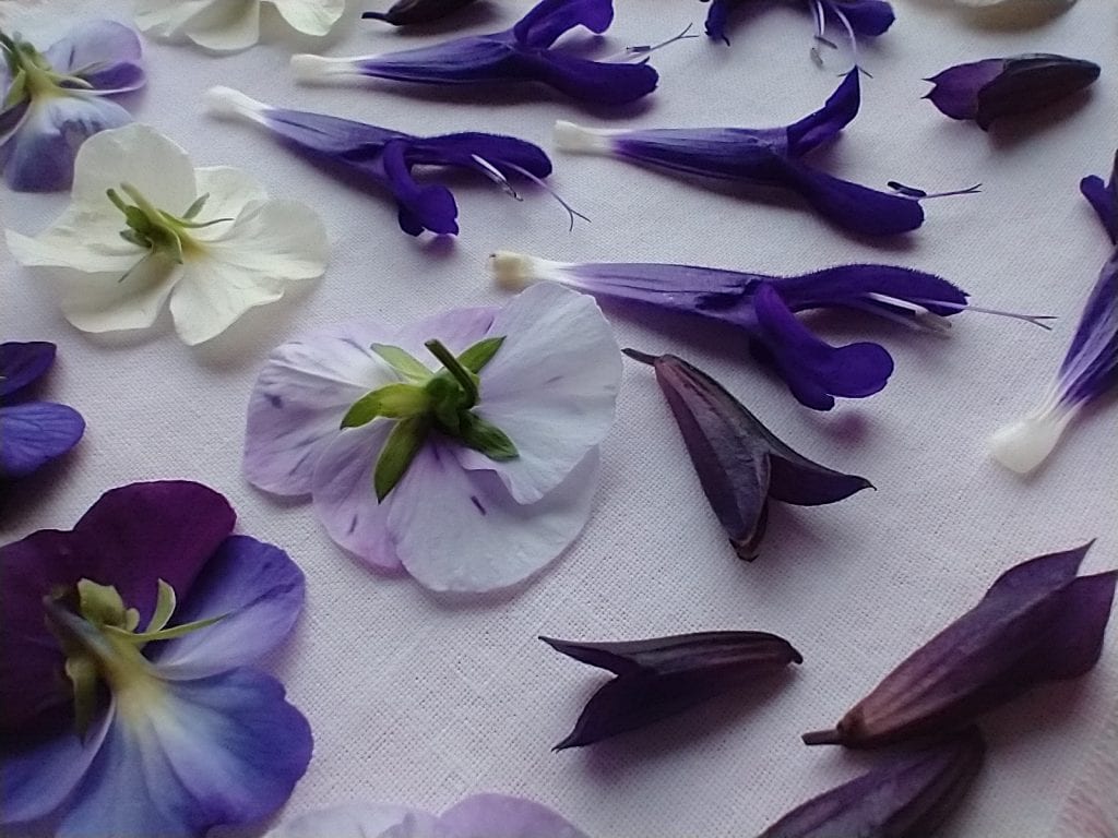 viola salvia flower press