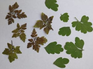 pressed herb robert leaves corydalis