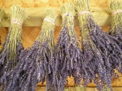 drying lavender bunches