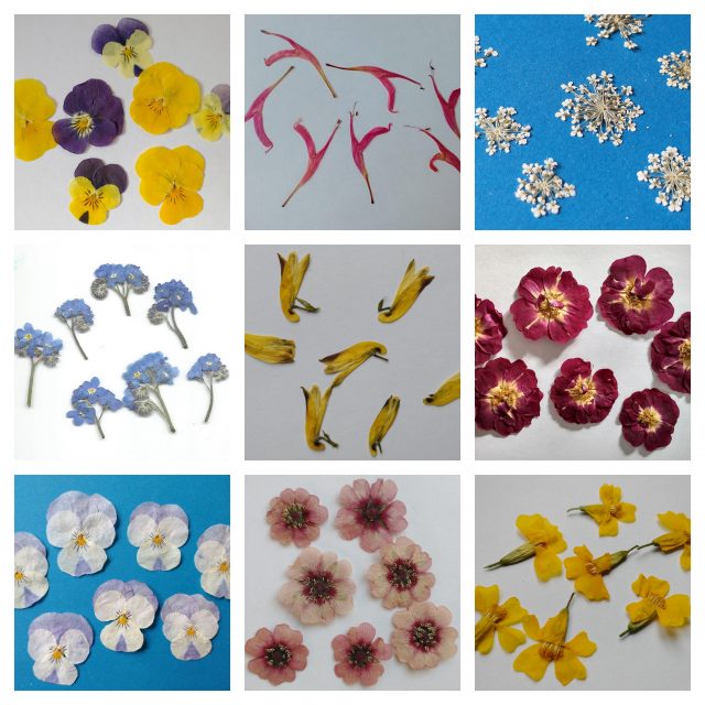 uk pressed flowers collage